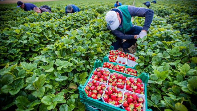 Landwirtschaft: Agrarminister: keine Einigung auf Mindestlohn-Ausnahmen