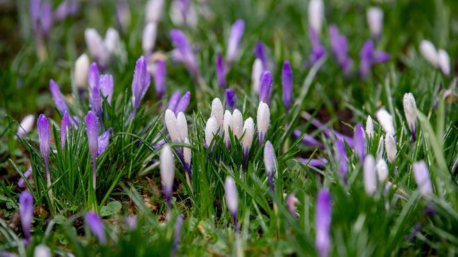 Wetter: In Niedersachsen und Bremen wird es in den kommenden Tagen frühlingshaft. (Symbolbild)