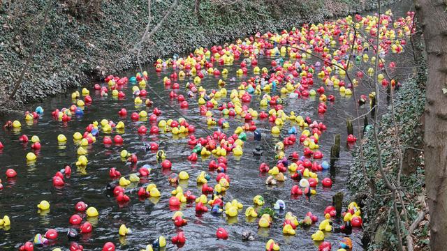 Entenrennen: Gelbe und rote Entenparade in Erfurt