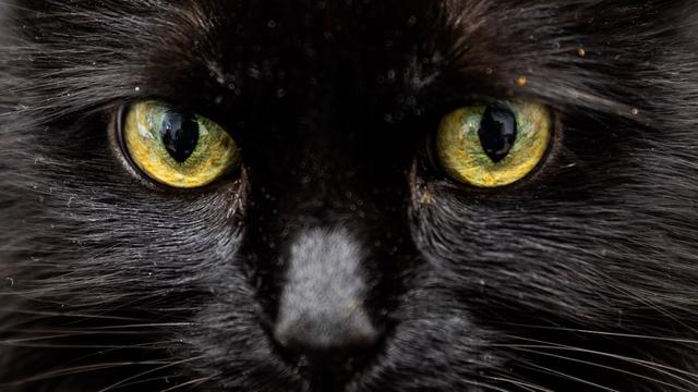 USA: Tierärzte finden 26 Haargummis in Katzenmagen