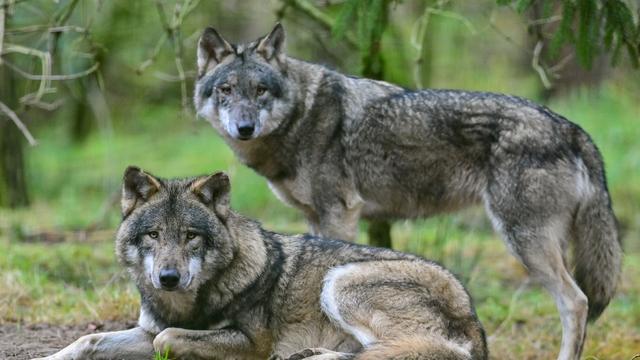 BN wirft bayerischer Regierung Verschleierung bei illegalen Wolfstötungen vor