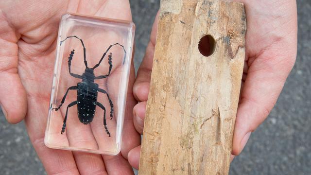 Naturschutzgebiet: Asiatischer Käfer: Besserer Schutz für Wald bei Magdeburg