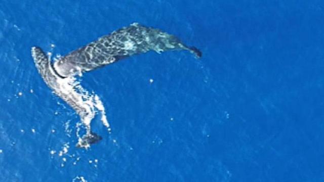 Kopfnuss unter Meeresgiganten: Erstmals gefilmt: Pottwale nutzen Kopf als Rammbock