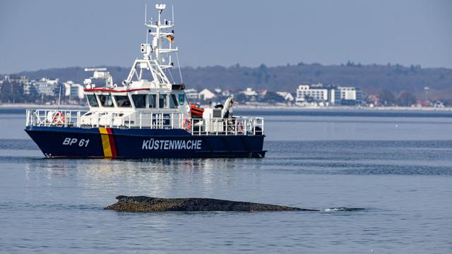 Gestrandeter Wal in SH: Experten begutachten gestrandeten Wal in Timmendorfer Strand