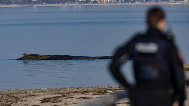 Schleswig-Holstein: Gestrandeter Wal in der Ostsee: Rettungsversuch mit Boot