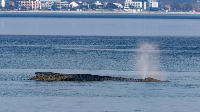 Gestrandeter Wal in SH: Gestrandeter Wal sorgt für Aufsehen am Timmendorfer Strand