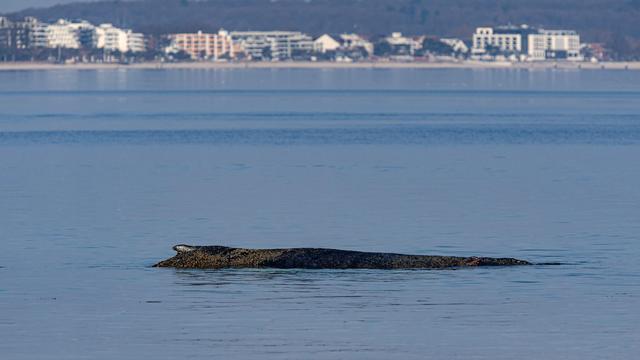 Gestrandeter Wal in SH: Gestrandeter Wal würde bei Bergung zerreißen
