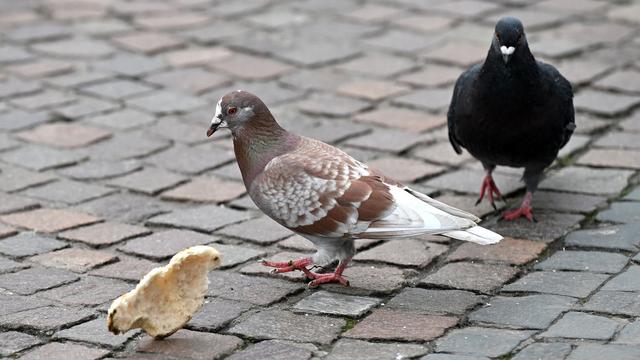 Taubenpopulation: Tauben in der Stadt