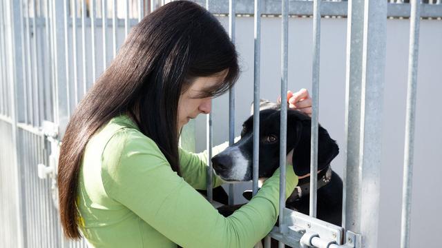 Sachsens Tierheime: Zunehmend verhaltensauffällige Tiere und aggressive Halter
