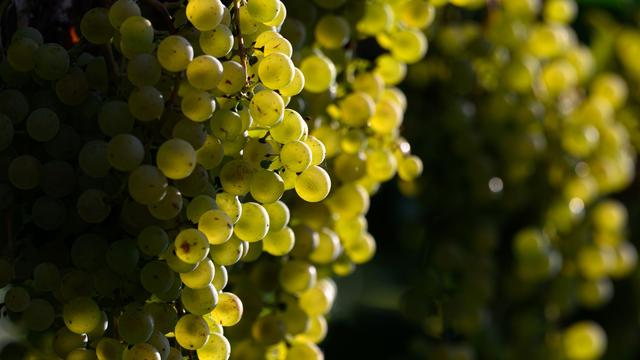 Lebensmittel: Alkoholfrei-Trend bleibt für Winzer im Osten eher Nische