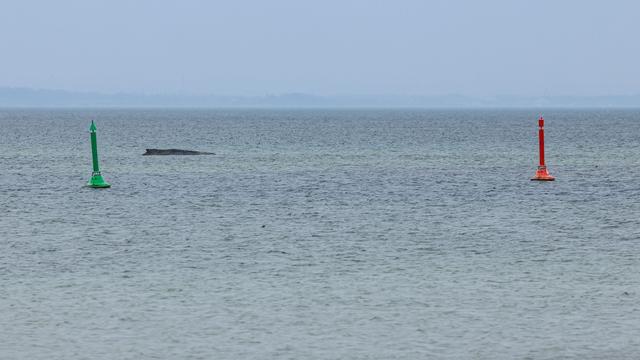 Schleswig-Holstein: Expertin: Tötung des Wals keine Option