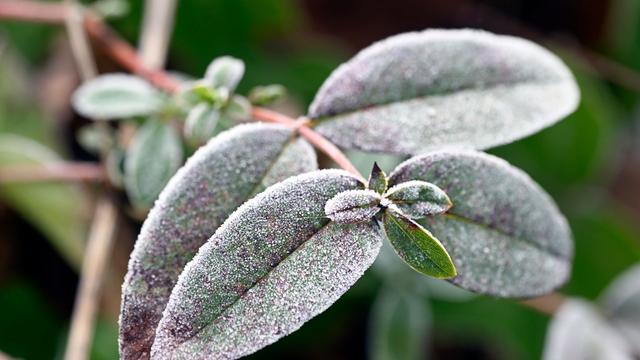 Wetter: Frost kommt - Was heißt das für Balkon- und Gartenpflanzen?