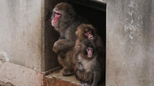 Affenbaby Punch: Japans Affen-Star Punch wächst und gedeiht