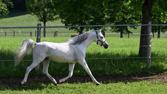 Tiere: Pferd reißt sich los und galoppiert über Autobahn