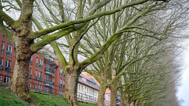 Natur: Viele Baumfrevel-Täter in Hessen bleiben unbekannt