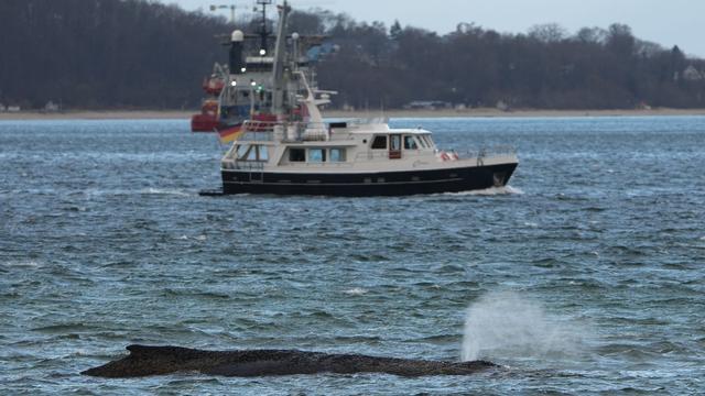 Gestrandeter Buckelwal: Festsitzender Wal: Bagger für Rettungsaktion angekommen