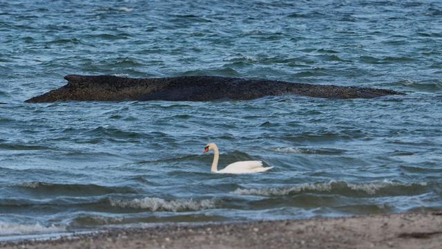 Gestrandeter Buckelwal: Hoffnung für gestrandeten Wal: Steigende Pegel erwartet
