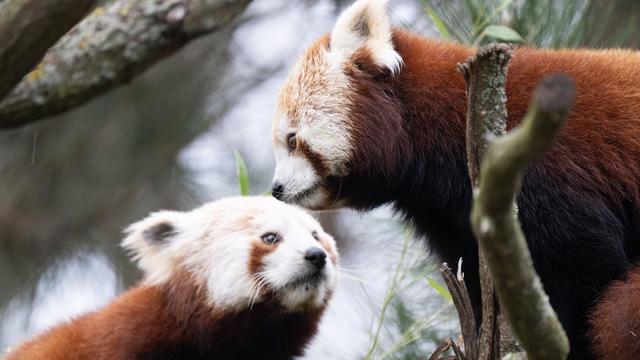 Tiere: Kleine Pandas Jackie und Shan ziehen in Dresdner Zoo ein