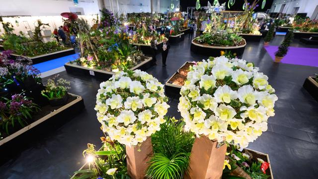 Messe: Messe Dresden lädt zur Orchideenschau