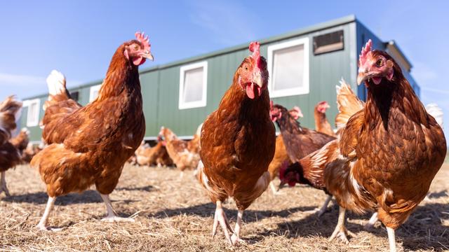 Tierseuche: Newcastle-Krankheit: Halter sollen Geflügel impfen lassen