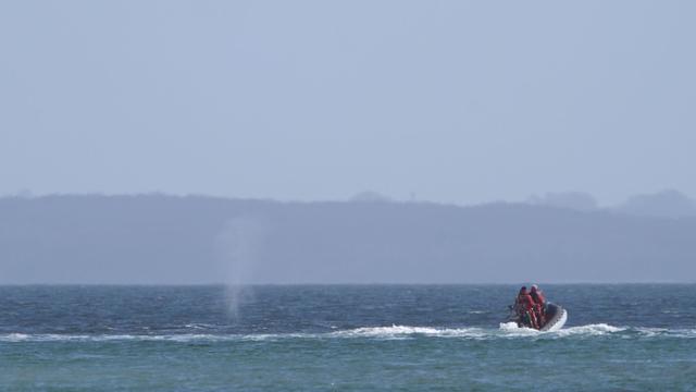 Walrettung: Befreiter Wal schwimmt in Ostseebucht - mit Helfer-Eskorte