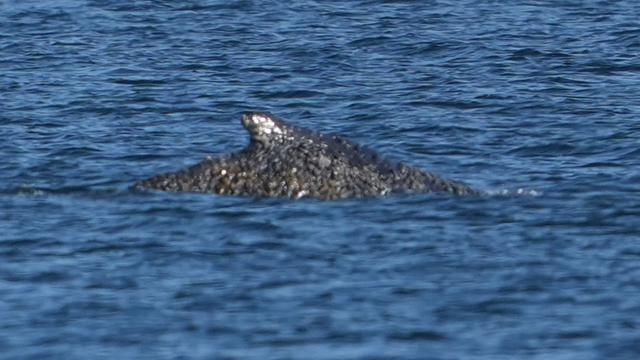 Gestrandeter Buckelwal: Psychologin: Wal hilft, Schuldempfinden auszugleichen