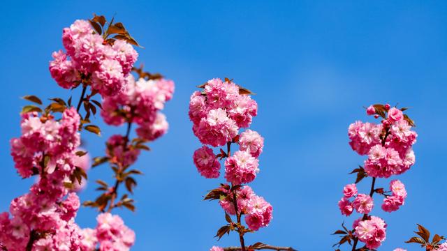 Naturschauspiel: Bonner Kirschblüte lässt noch auf sich warten