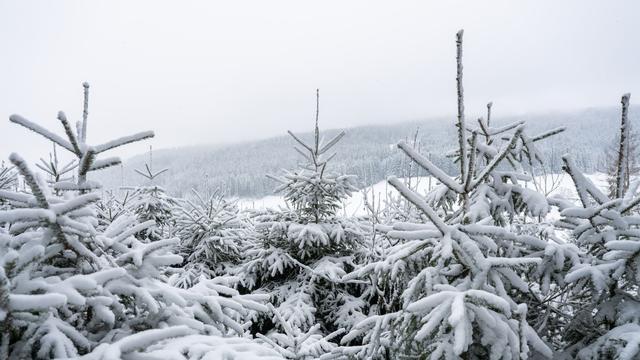 DWD-Prognose.: Frost statt Frühling: So winterlich wird das Wochenende