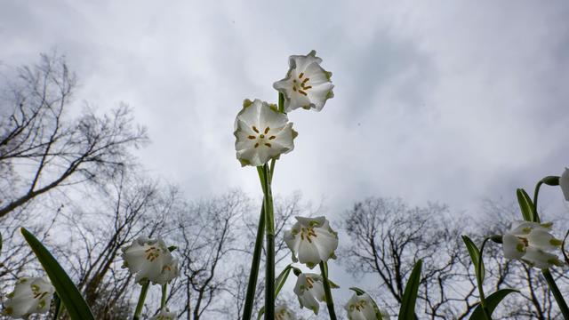 Ausblick: Nasskaltes Wetter und Schnee – Es bleibt ungemütlich
