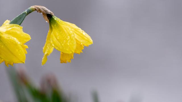 Wetter: Regen, Schnee und Sonne zum Wochenstart in Niedersachsen