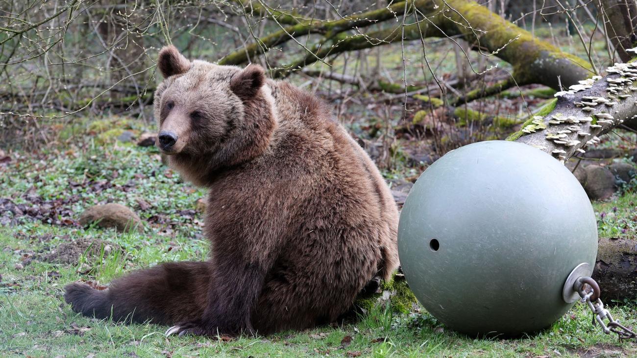Besuch bei Braunbären: Bärenwald Müritz öffnet nach Winterpause für Besucher