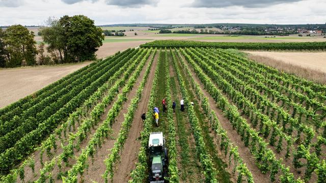 Rot, Weiß oder Rosé?: Deutsche Winzer erzeugen etwas weniger Wein