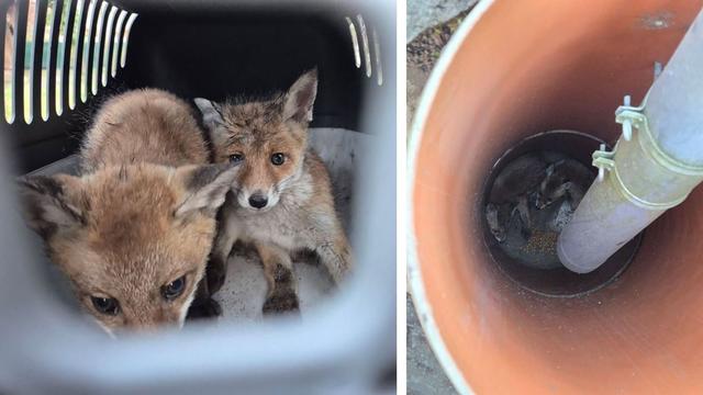 Polizeiaktion: Fuchswelpen aus zwei Meter tiefem Regenrohr gerettet