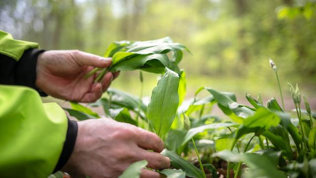 Pflanzen: Helfer pflücken halbe Tonne Bärlauch vom falschen Grundstück
