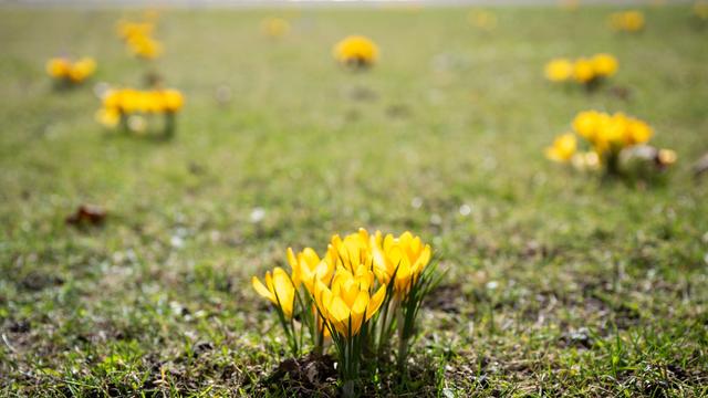 Rückblick: März in Sachsen-Anhalt sehr mild und sonnig