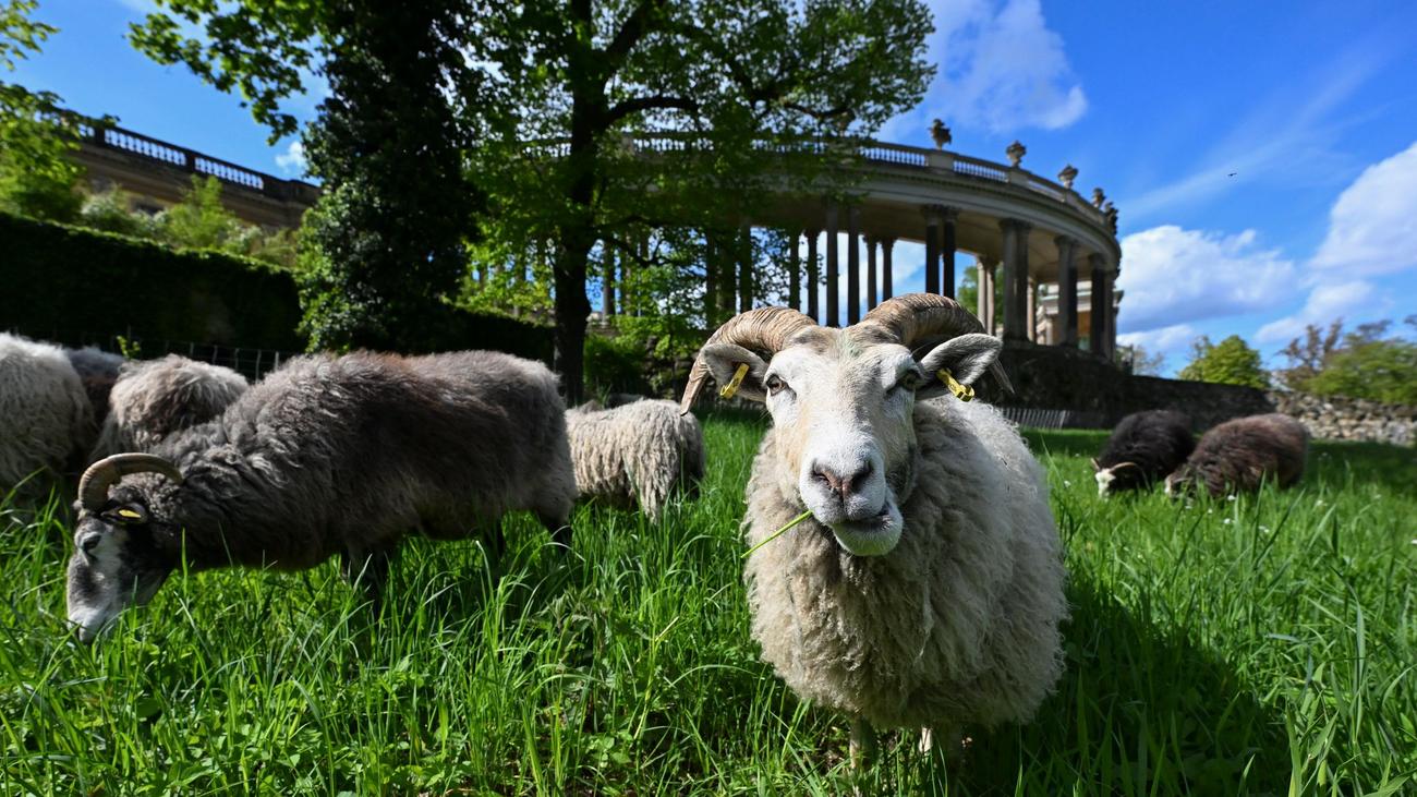 Rasenpflege: Schafe übernehmen wieder Rasenpflege in Sanssouci