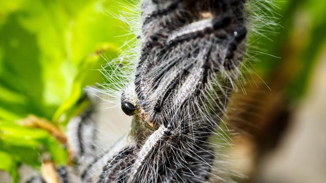 Schädling: So bekämpfen hessische Städte den Eichenprozessionsspinner