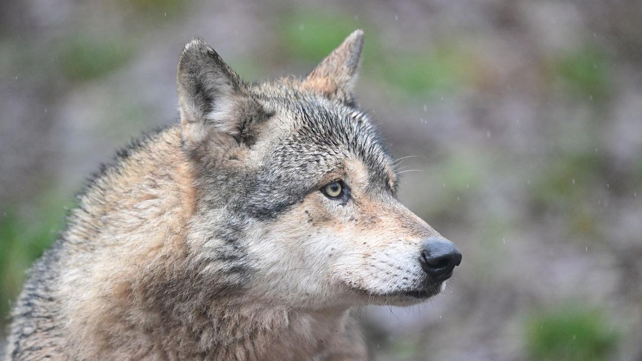 Tiere: Behörde: Wolfsbiss an belebter Einkaufsmeile in Altona