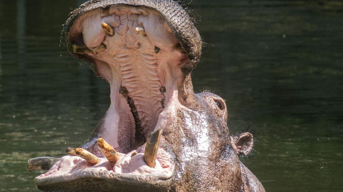 Tiere: Berliner Nilpferd Kathi ist mit 50 Jahren gestorben