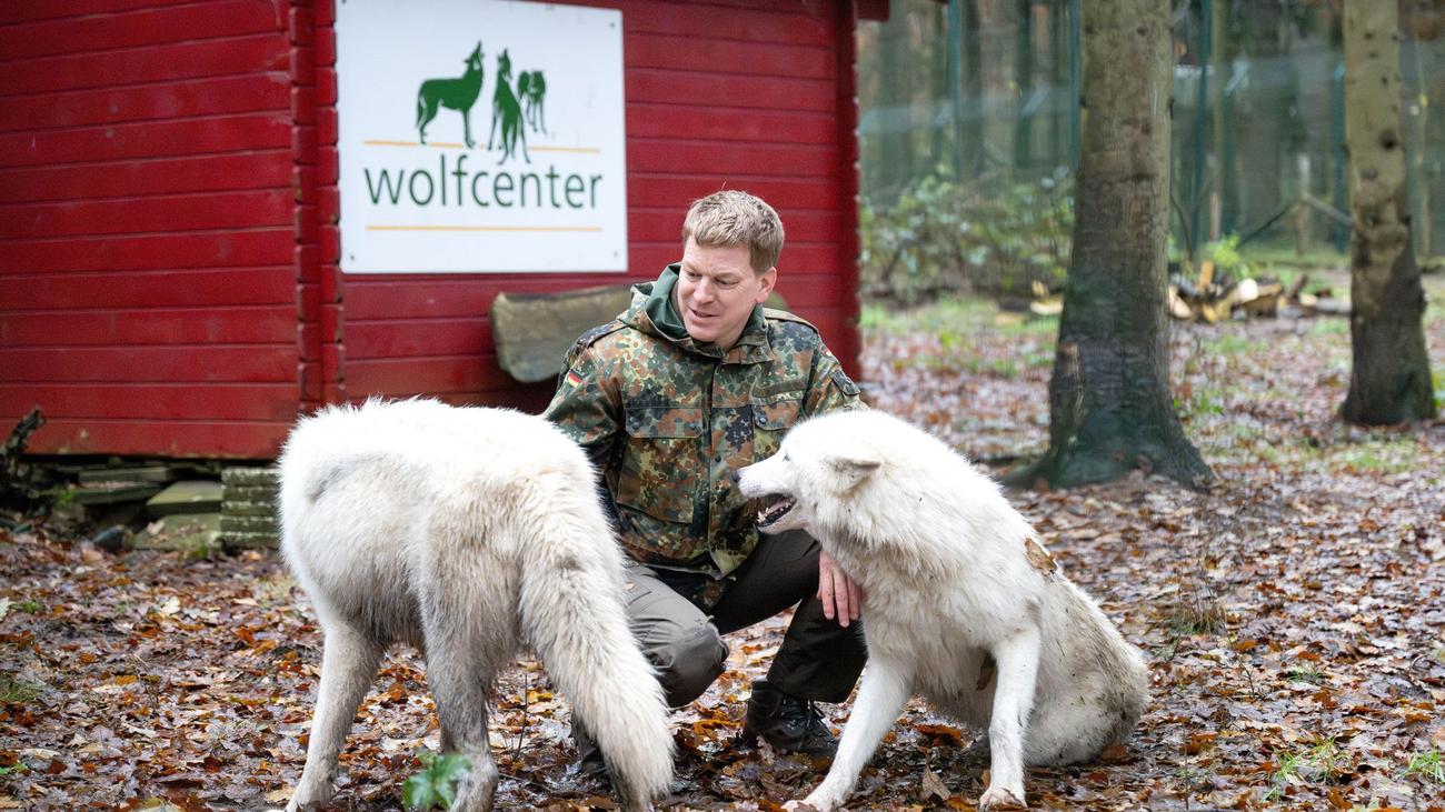 Umgang mit dem Wolf: Experte rät von Nähe zu Wolf ab – kaum Angriffe auf Menschen