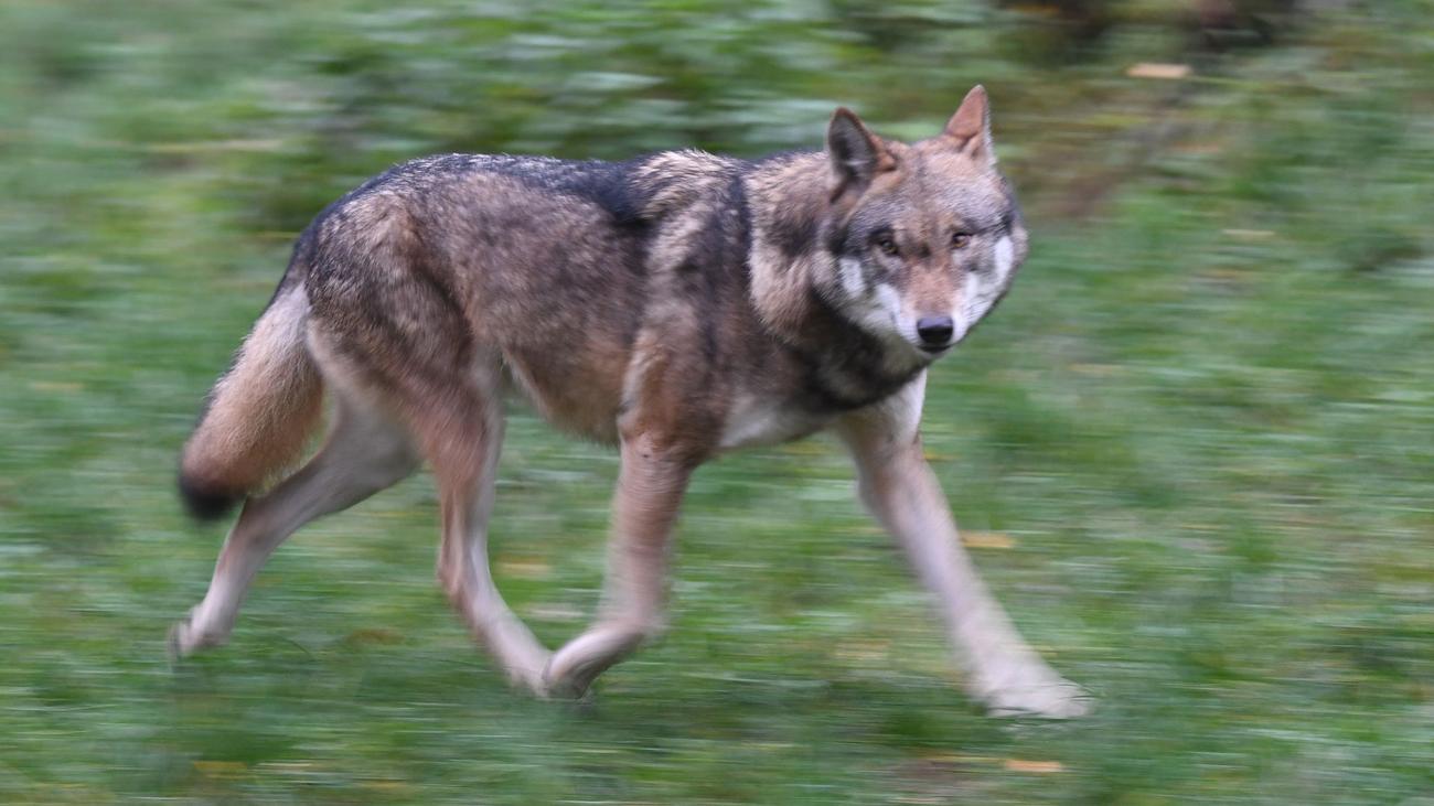 Hamburg: Frau von Wolf gebissen - Was wir wissen und was nicht
