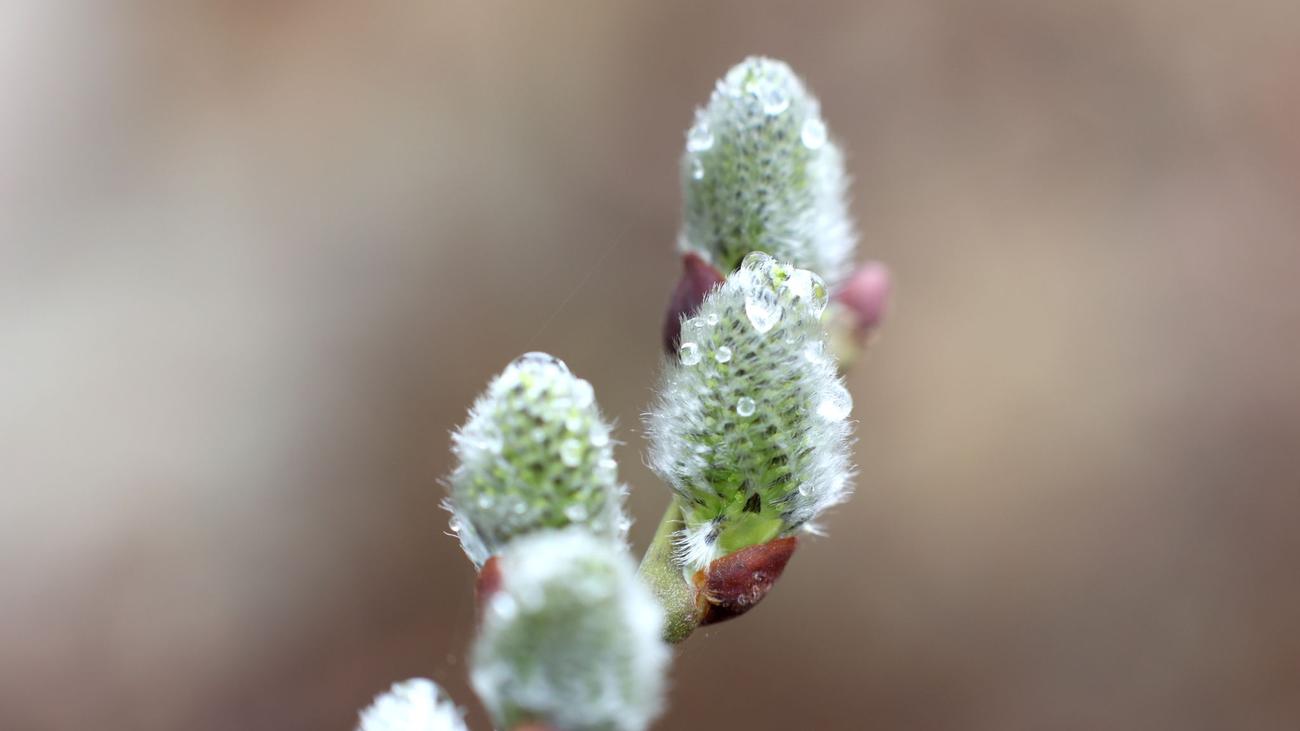 Wetter: Gewitter und Graupel in Sachsen-Anhalt
