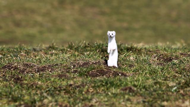 Reform des Jagdrechts: Kritiker laufen Sturm gegen neues hessisches Jagdrecht