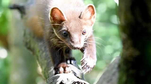 Reform des Jagdrechts: Neues hessisches Jagdrecht steht in heftiger Kritik