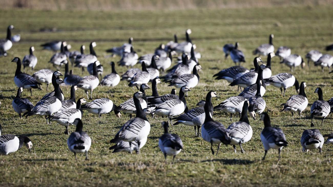Bejagung von Wildgänsen: Schleswig-Holstein für Freigabe der Nonnengänse zur Jagd