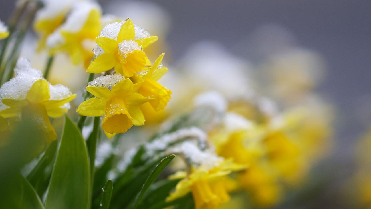 Wetter: Wann kommt der Frühling wieder? So sind die Aussichten