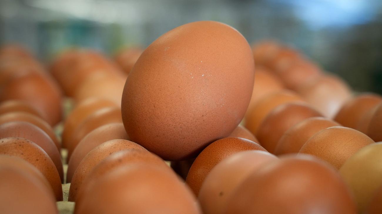 Statistik: Boden, Freiland oder Öko? Wo Sachsen-Anhalts Eier herkommen