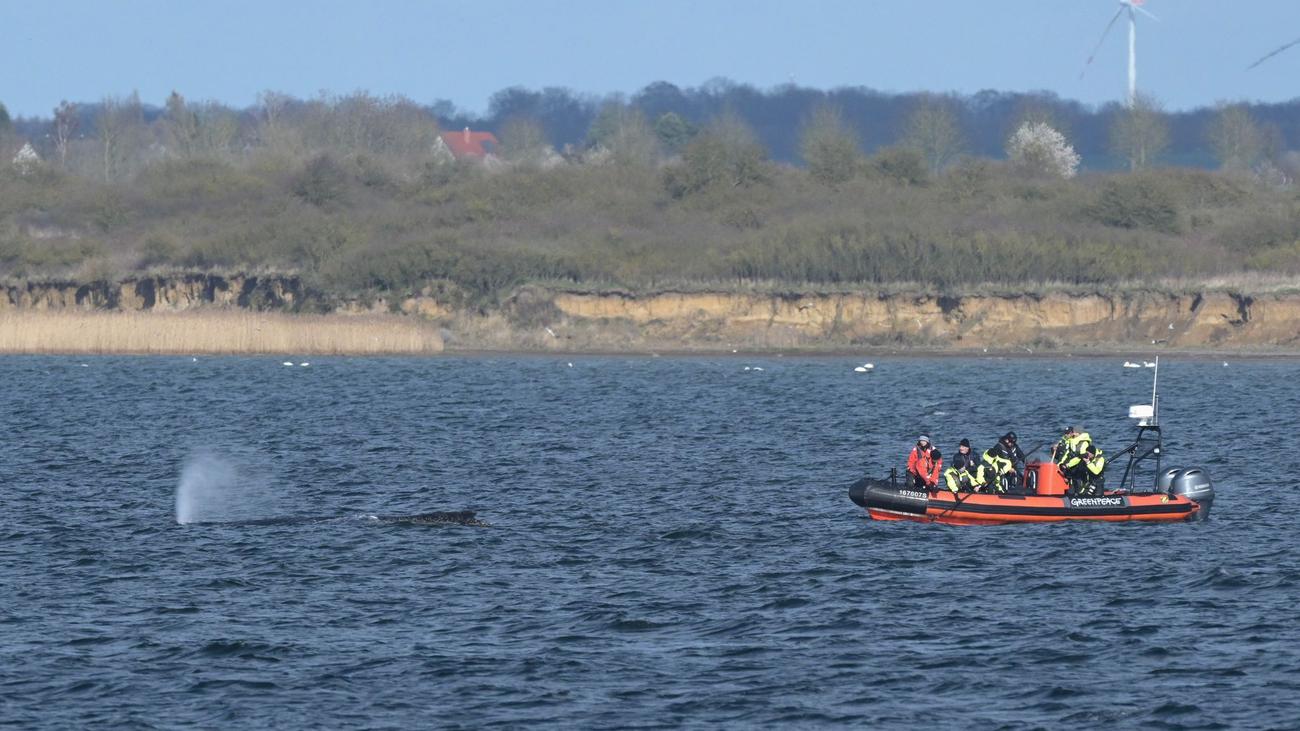 Wal "Timmy": Buckelwal vor Ostseeküste: Die Lage bleibt kritisch