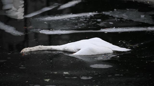Bild: Vogelgrippe: Jeder fünfte tote Wildvogel diesen Winter mit Vogelgrippe