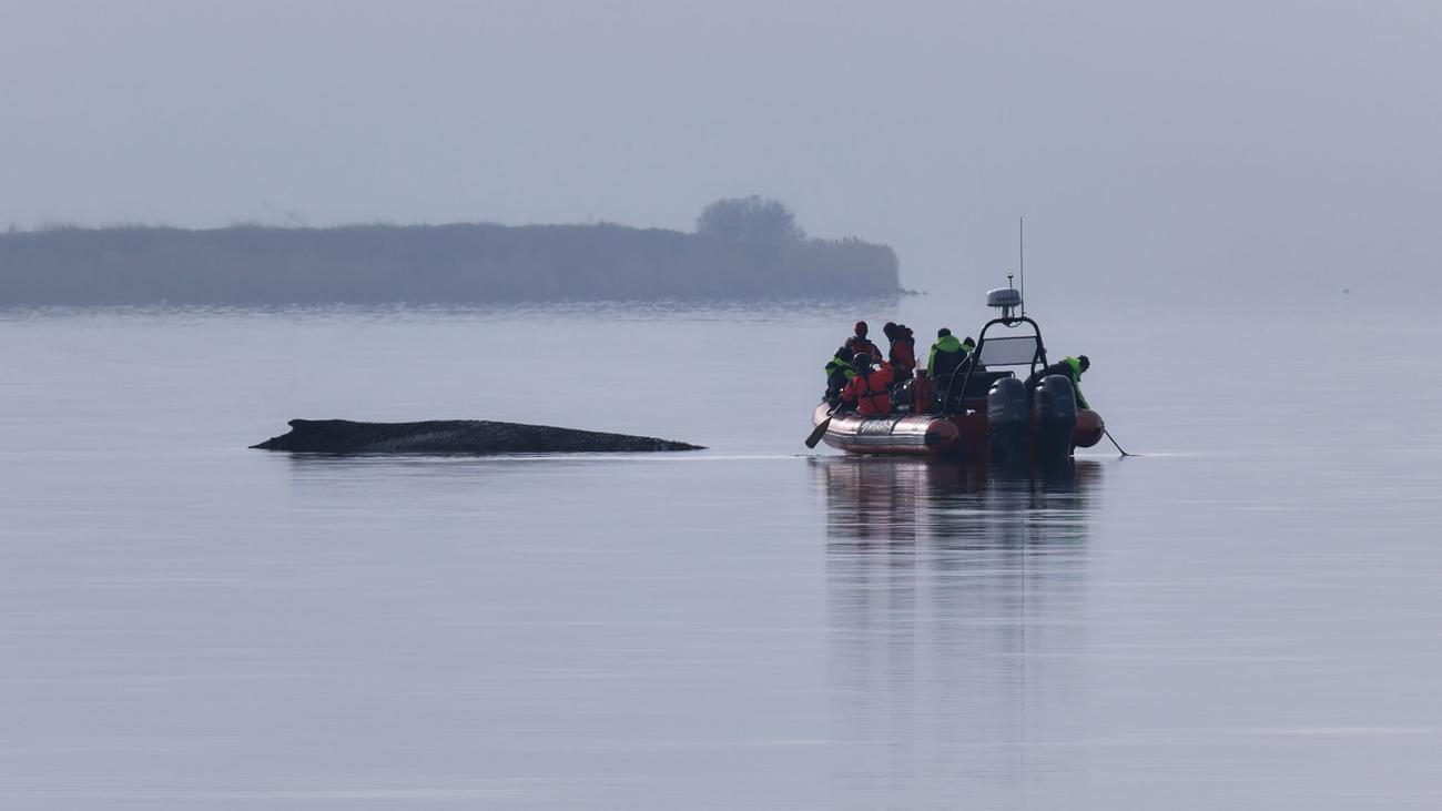 Wal vor Wismar: Rettungsversuche für Wal vor Wismar werden eingestellt